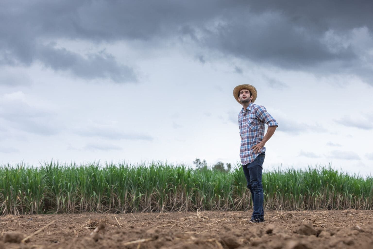 A farmer standing in a sugarcane field