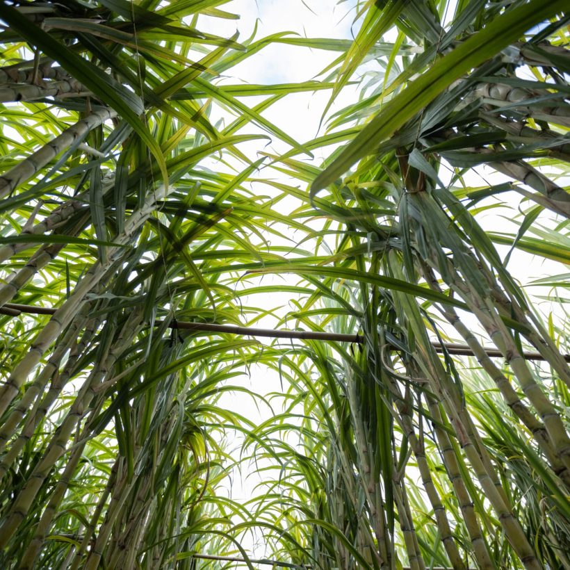 Sugarcane field with plants growing