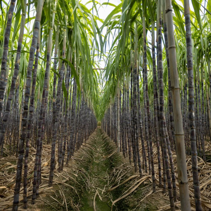 Sugarcane field with plants growing